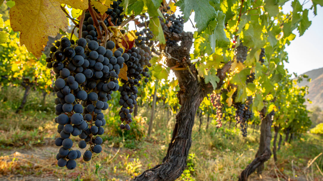 Close-up of ripe, dark purple wine grapes hanging from a vine at the Calyptra Vineyard, illuminated by warm sunlight with lush green leaves and vineyard rows in the background.