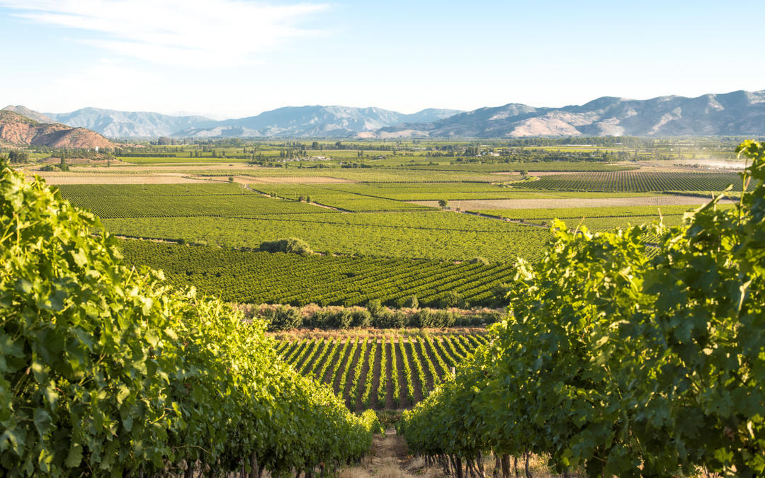 Expansive view of La Rosa Vineyard with lush green grapevines stretching across rolling hills, framed by distant mountains under a clear blue sky.