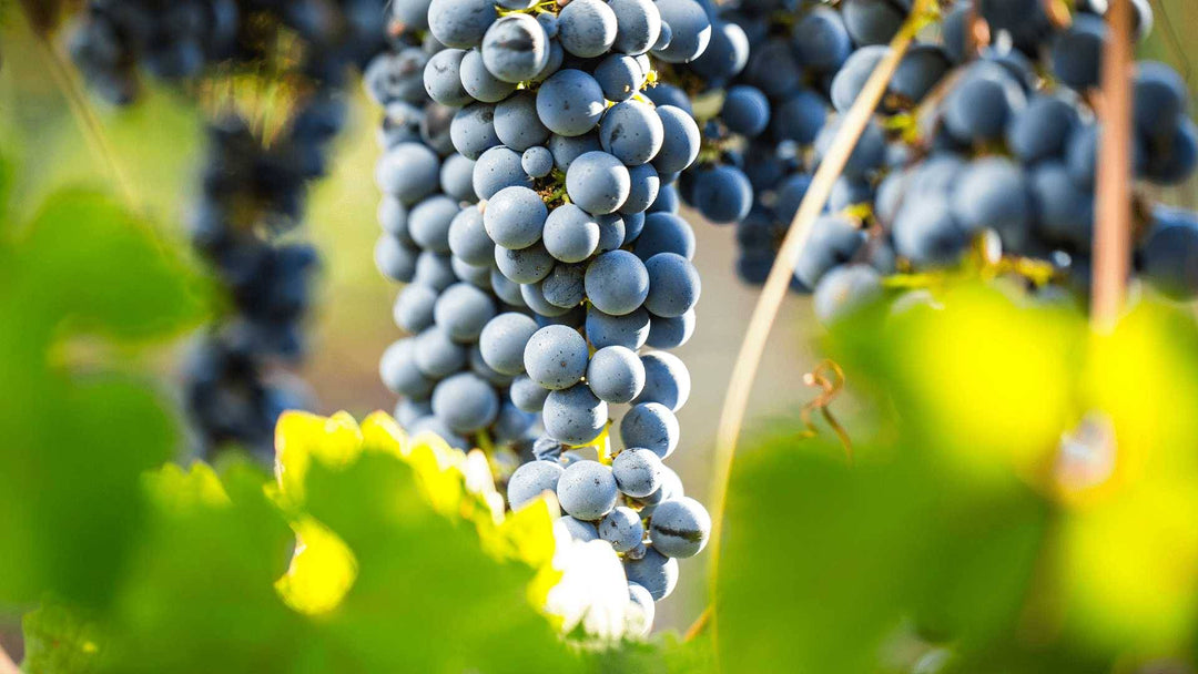 Close-up of ripe, deep blue grapes hanging on the vine at Santa Cruz Vineyard, illuminated by sunlight with blurred green leaves in the foreground.