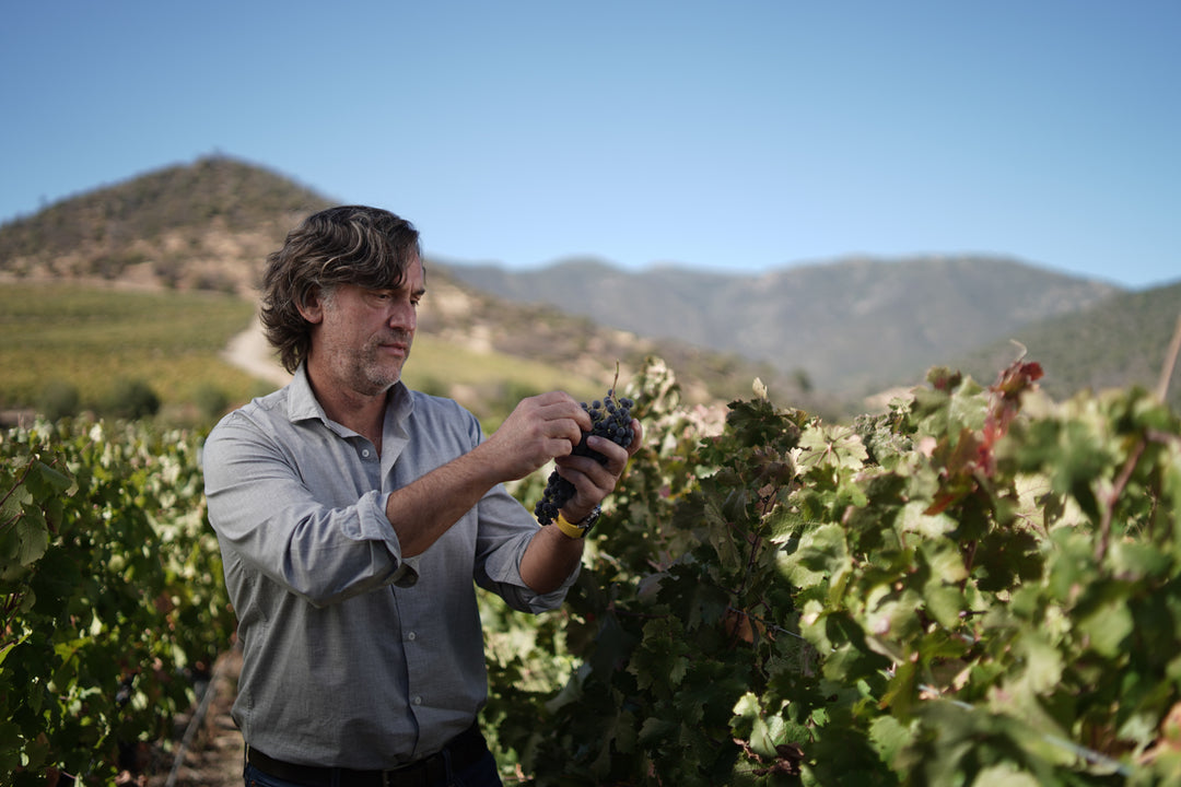 Man with wavy, graying hair and a light button-up shirt inspects a cluster of dark grapes in a vineyard.