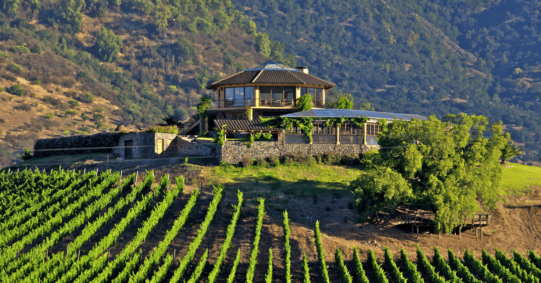 Vineyard Santa Cruz with a scenic view of lush green grapevines leading up to a beautifully designed hillside winery building, surrounded by rolling hills and greenery under a bright sky.